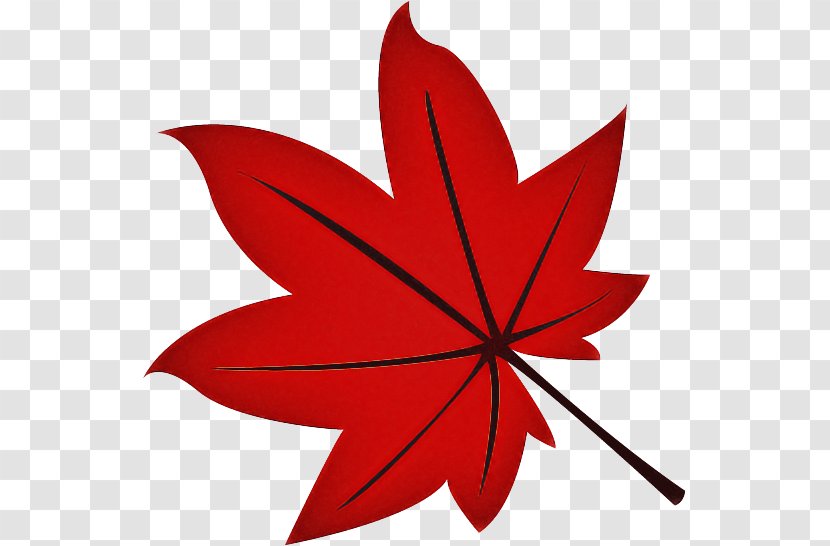 Maple Leaf - Woody Plant - Flowering Transparent PNG