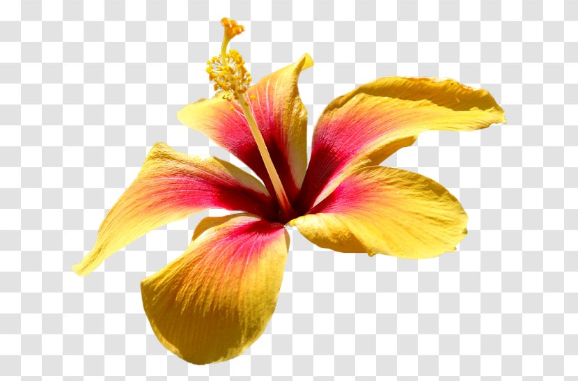 Rosemallows Yellow Image Red - Petal - Green Orange Hibiscus Flower Transparent PNG