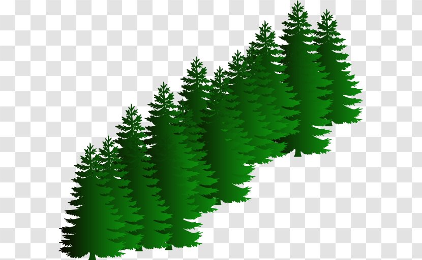 Evergreen Tree Pine Clip Art - Leaf - Love Transparent PNG