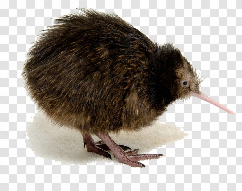 Mount Bruce Wildlife Centre Bird National Zoological Park North Island Brown Kiwi Southern - Great Spotted - Clipart Transparent PNG