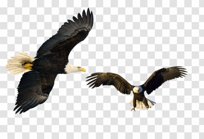 Eagle - Hawk - Bird Transparent PNG