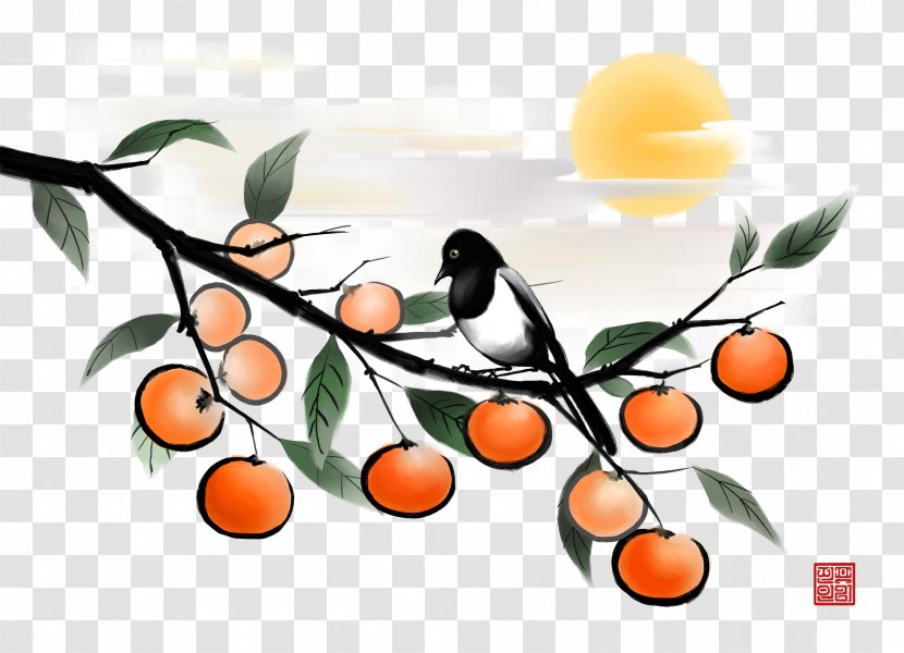 Fruit Japanese Persimmon Illustration - Tree - Ink Transparent PNG