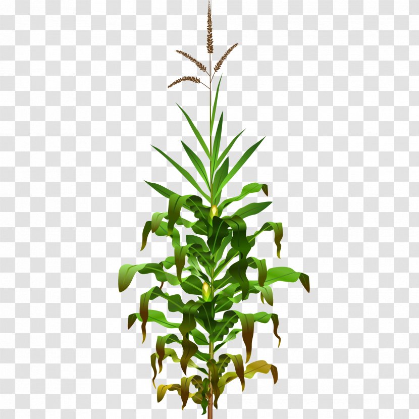 Broom-corn Maize Plant Field Corn Clip Art - Pine Family - Cliparts Transparent PNG