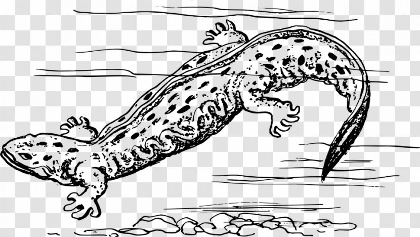 Salamander Hellbender Drawing Frog - Cat Like Mammal Transparent PNG