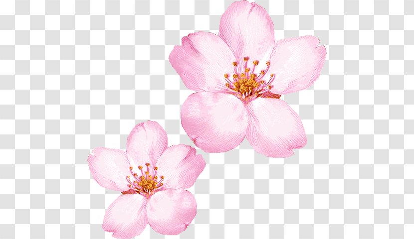 Cherry Blossom Clip Art - Flowering Plant Transparent PNG