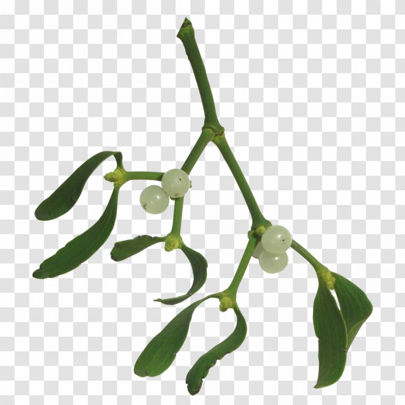 Mistletoe Plant Drawing Clip Art Transparent PNG