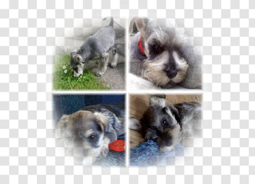 Miniature Schnauzer Schnoodle Morkie Havanese Dog Puppy - Vulnerable Native Breeds Transparent PNG