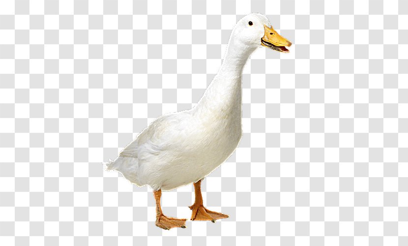 Duck Goose American Pekin Cygnini Mallard - Poultry - Slaughterhouse Transparent PNG