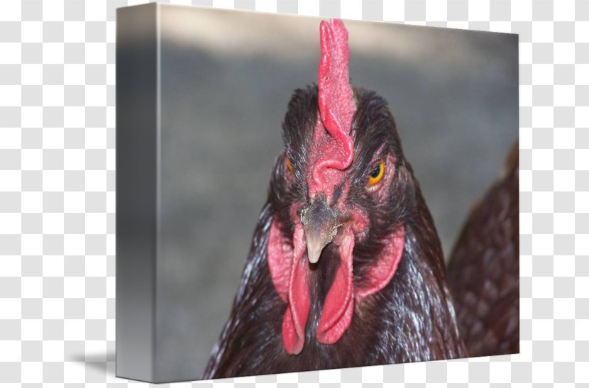 Rooster Beak Chicken As Food - Mary Jones Batte Transparent PNG