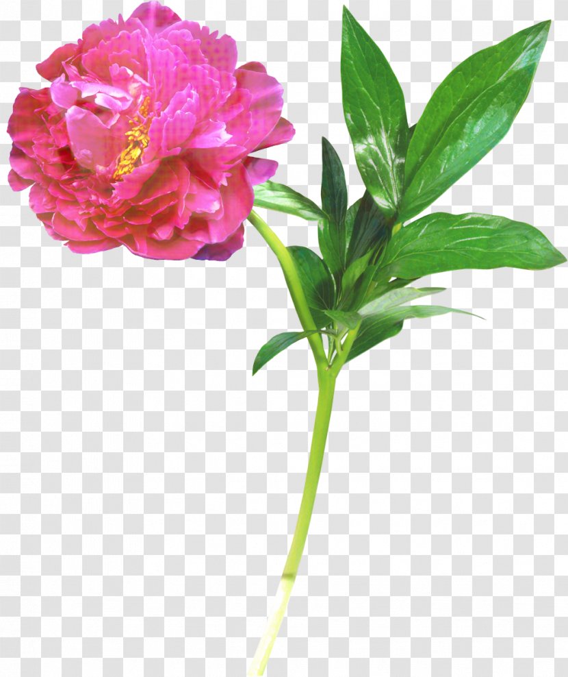 Clip Art Peony Drawing Painting - Vase - Wild Transparent PNG