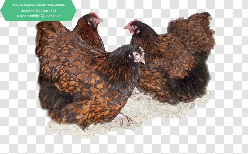 Chicken Milk Grey Geese Bird Fauna - Cheese Transparent PNG