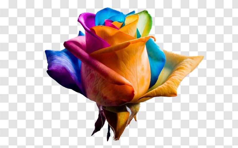 Rainbow Rose Garden Roses Flower Petal - Blue Transparent PNG