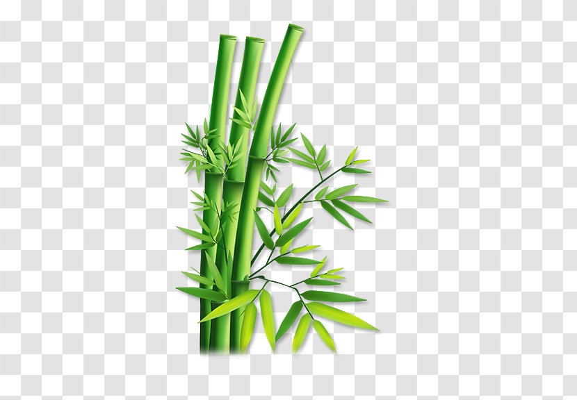 Hemp - Plant Stem - Green Bamboo Transparent PNG