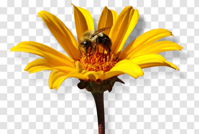 Honey Bee Nectar Common Sunflower Cut Flowers - Collecting Transparent PNG
