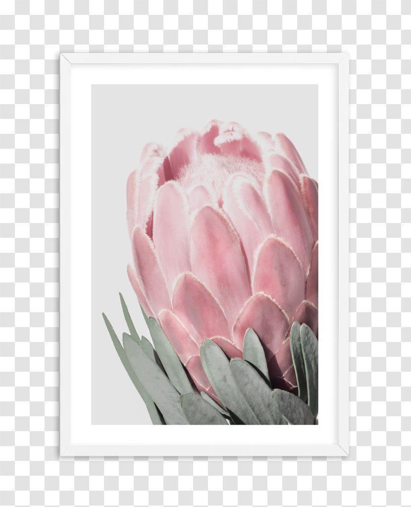 Tulip Poster Photography Illustration Sugarbushes - Striped Column Transparent PNG