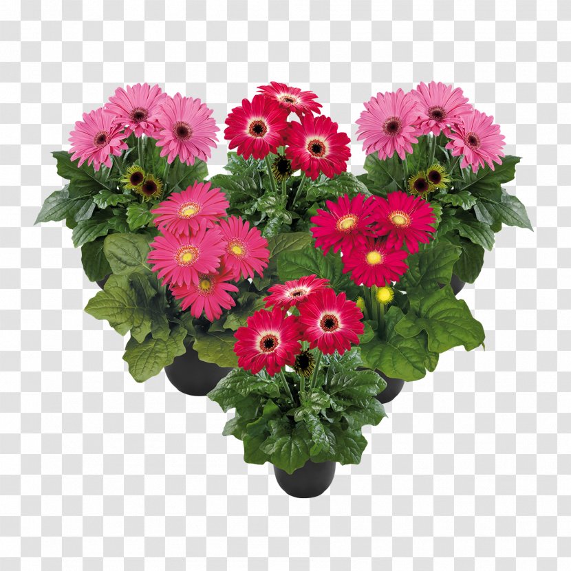 Cut Flowers Flower Bouquet Transvaal Daisy Floral Design - Pink Splash Plant Information Transparent PNG
