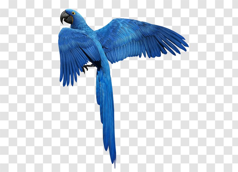 Bird Parrot Feather Golden Parakeet - Fauna - Blue Floating Download Transparent PNG