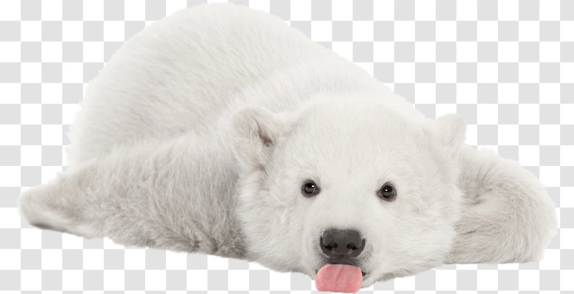 The Polar Bear Stock Photography Arctic Cuteness - Dog Like Mammal Transparent PNG