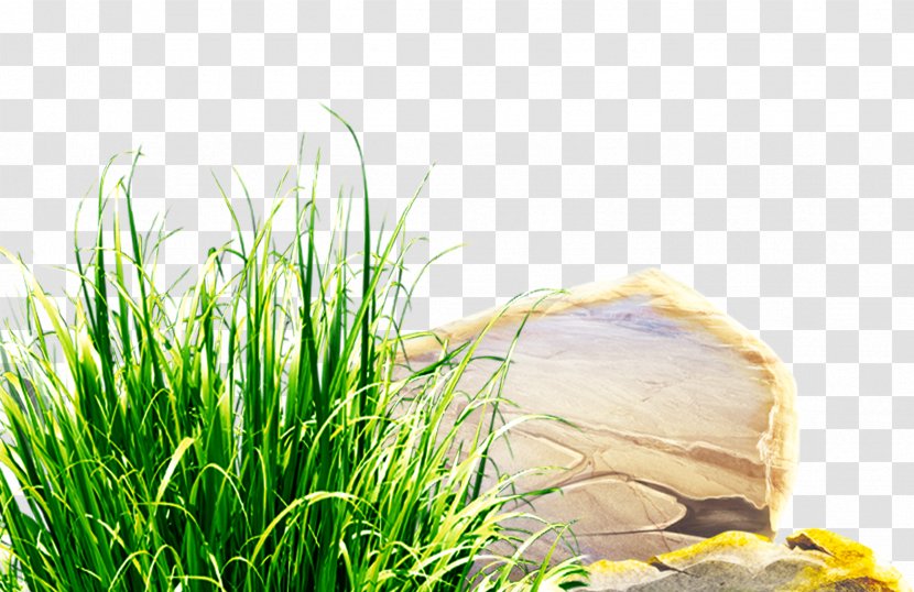 Download Lawn Clip Art - Herb - Green Fresh Grass Stones Decorative Patterns Transparent PNG