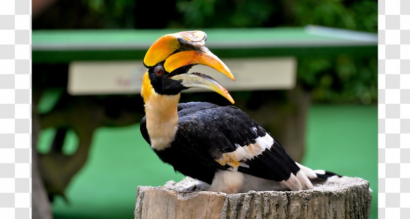 Jurong Bird Park Kuala Lumpur Oriental Pied Hornbill - Flower Transparent PNG