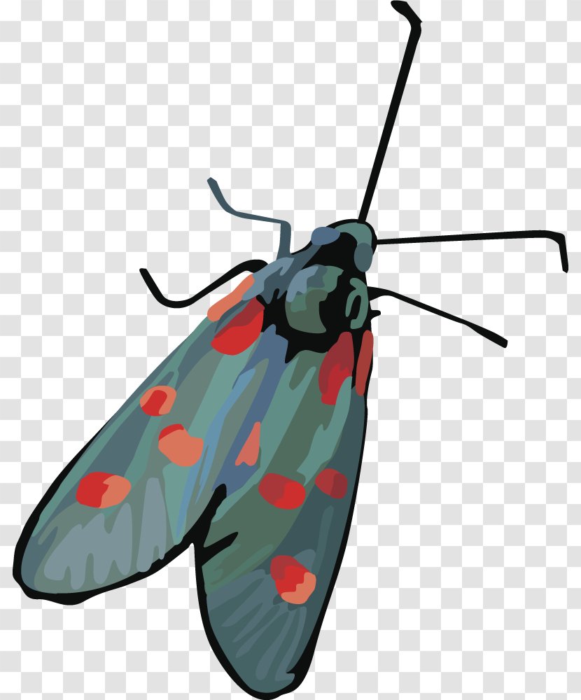 Insect Butterfly Moth - Moths And Butterflies - Dragonfly Vector Transparent PNG