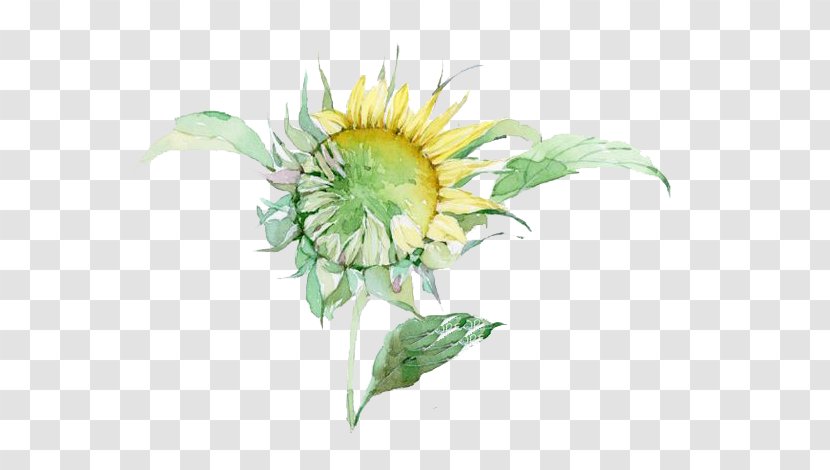 Watercolor Painting - Plant - Sunflower Transparent PNG