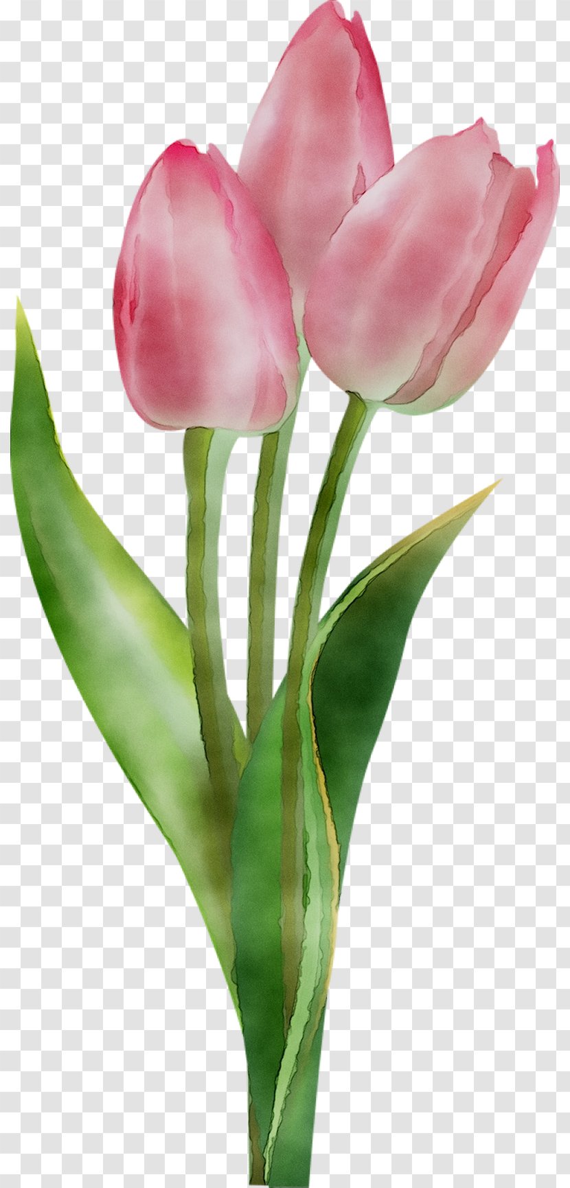 Tulip Clip Art Image Flower - Work Of - Lily Family Transparent PNG