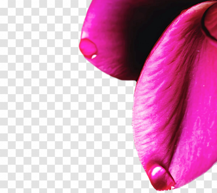 Lips Petal Close-up Beauty.m Transparent PNG