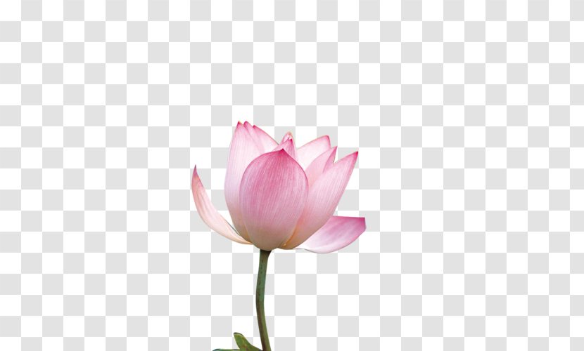 Nelumbo Nucifera - Software - Lotus Transparent PNG