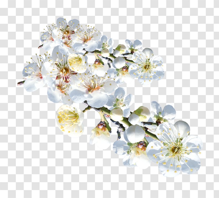 White Flower Plum Blossom Clip Art - Rgb Color Model Transparent PNG