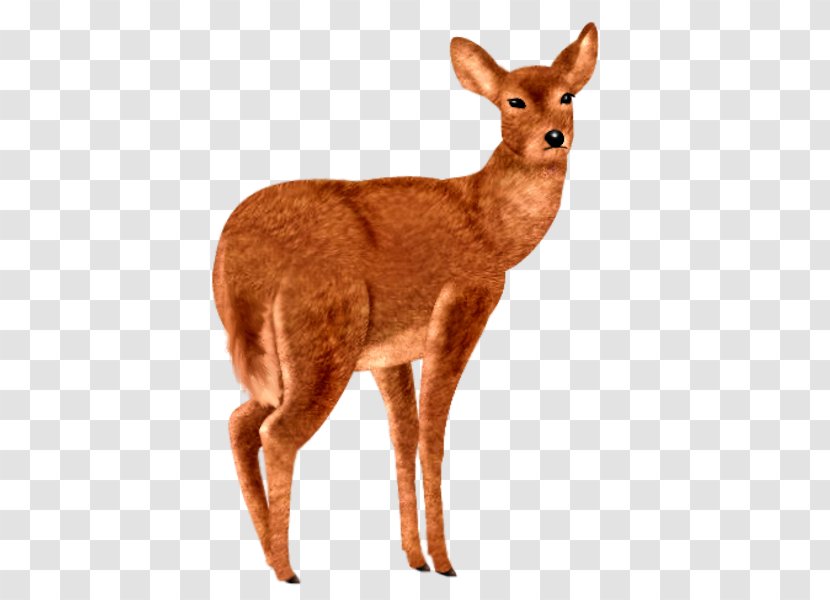 Red Deer Roe Animal Sauvage Transparent PNG