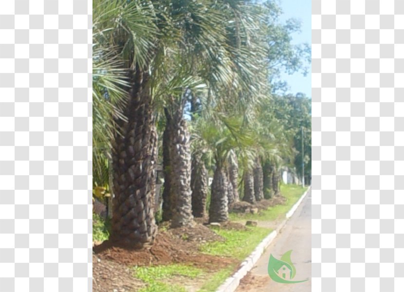 Date Palm Arecaceae Tree Nursery Butia - Evergreen Transparent PNG