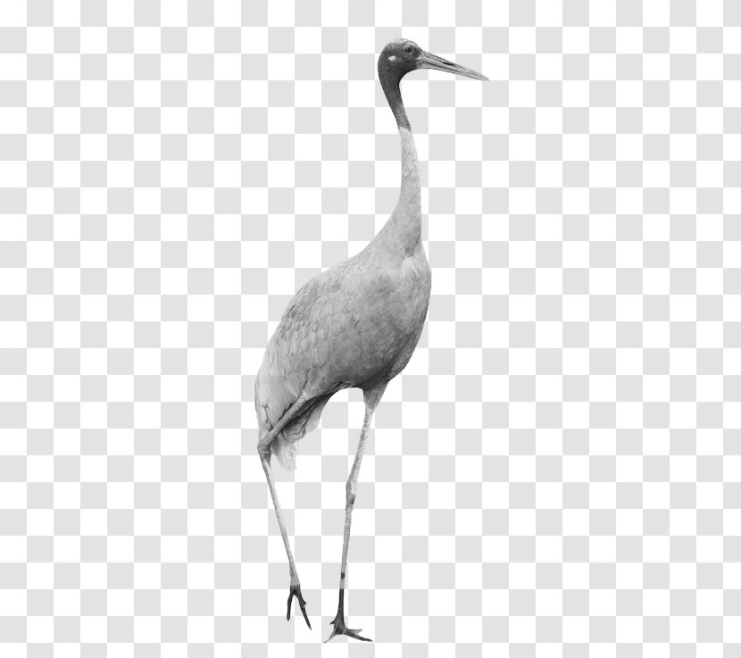 Crane Bird - Heron - Great Little Blue Transparent PNG