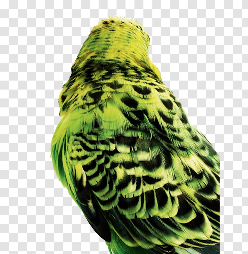 Bird Budgerigar Parrot Columbidae Parakeet - Perico - Green Back Transparent PNG