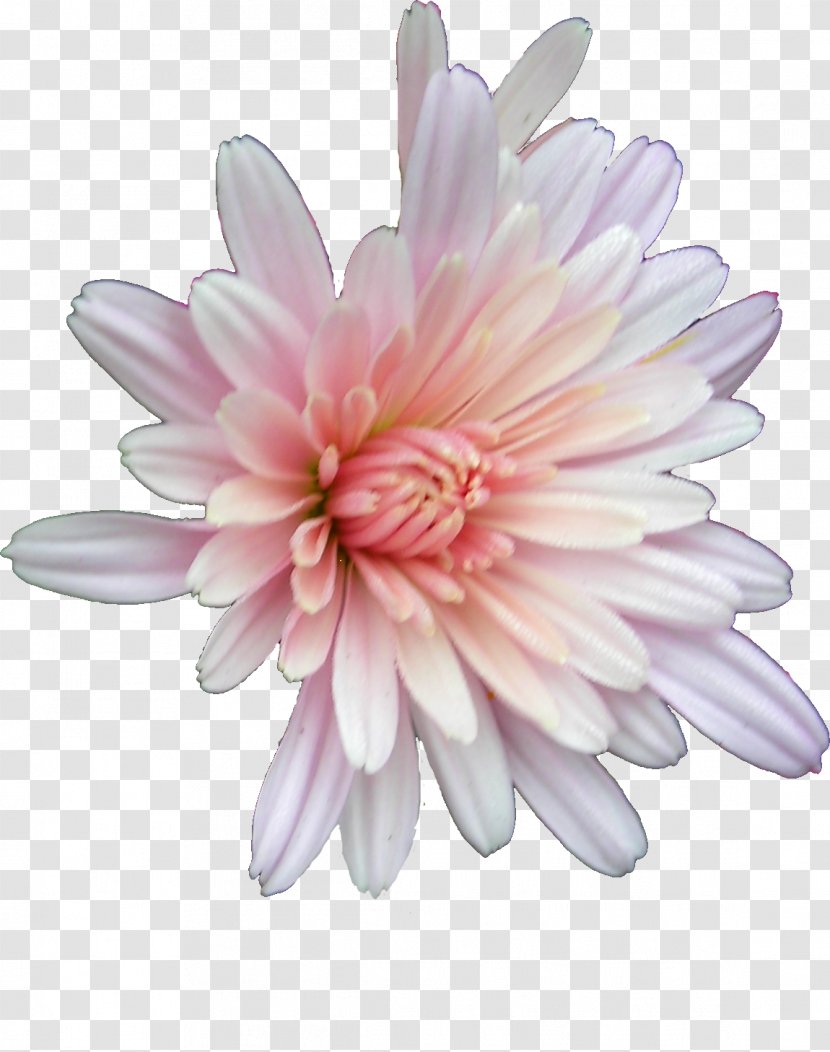 Cut Flowers Chrysanthemum Opera - Chrysanths - Floral Patterns Transparent PNG