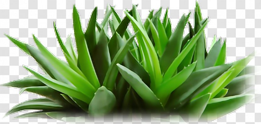 Aloe Vera Cosmetics Forever Living Products Skin Care Facial - Flower - Background Transparent PNG