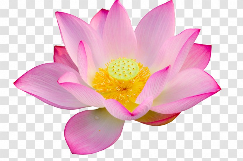 Stock Photography Nelumbo Nucifera Water Lily - Lotus Leaf Transparent PNG
