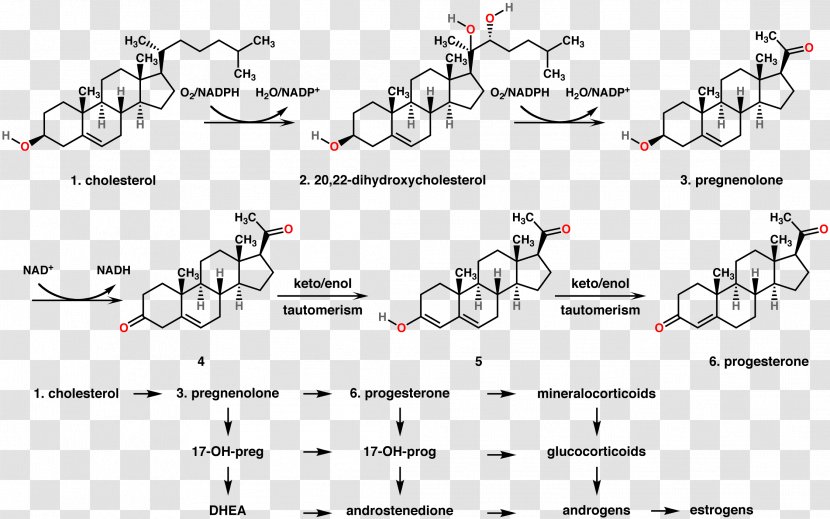 Progesterone Progestin Hormone Estrogen Chemical Synthesis - Cartoon - Secretion Transparent PNG