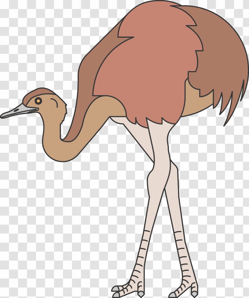 Common Ostrich Bird Animal Icon - Wildlife Transparent PNG