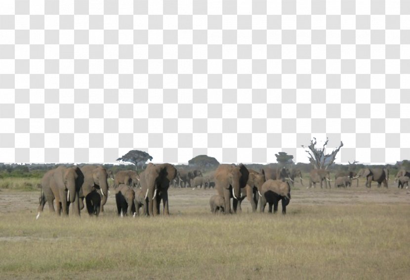 Aberdare National Park Safari Kimana Amboseli Camp - Ecosystem - Africa--001 Transparent PNG