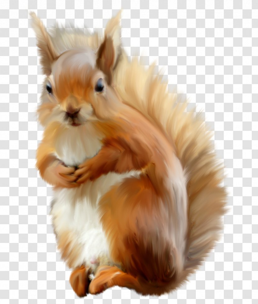 Eastern Gray Squirrel Photography Clip Art - Cute Transparent PNG