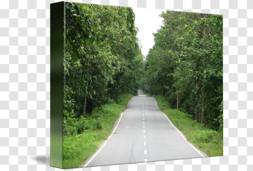 Imagekind Forest Highway Road Art - Biome Transparent PNG