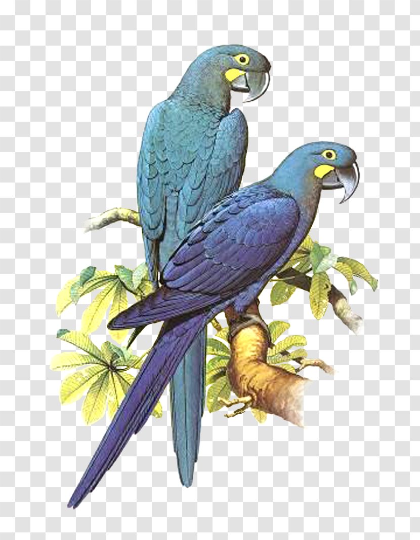 Parrot Bird Macaw Budgerigar Parakeet Transparent PNG