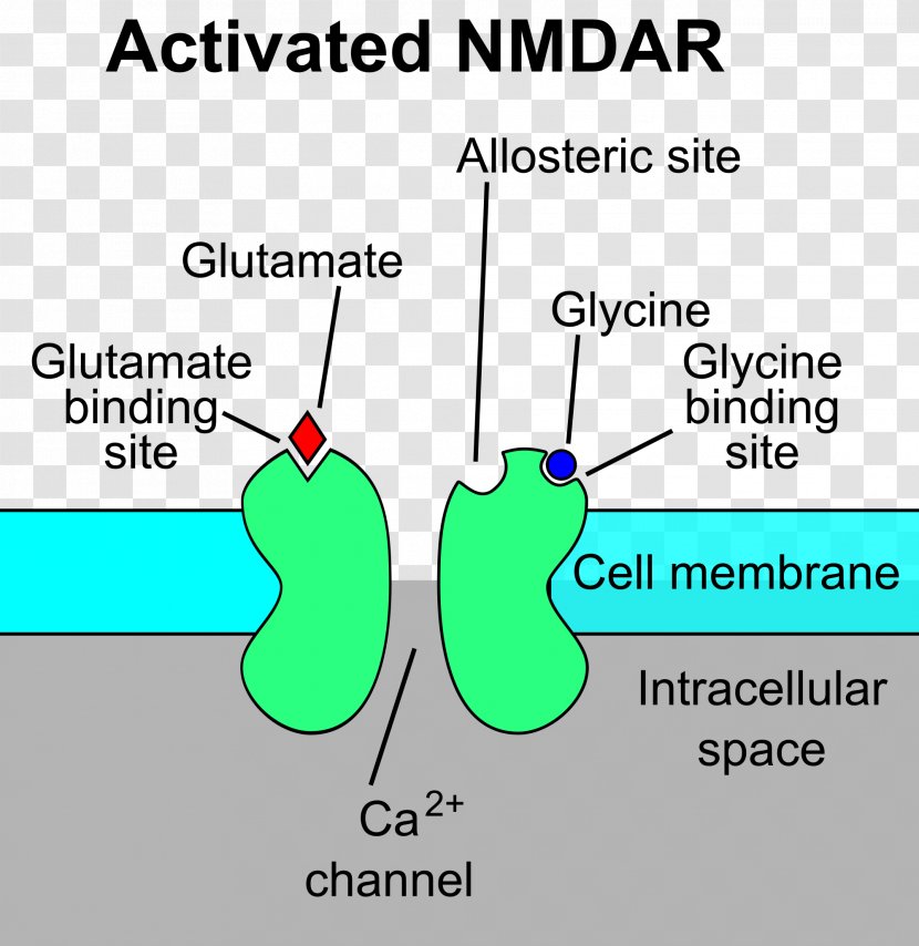 N-Methyl-D-aspartic Acid NMDA Receptor Glutamate - Cartoon - Heart Transparent PNG