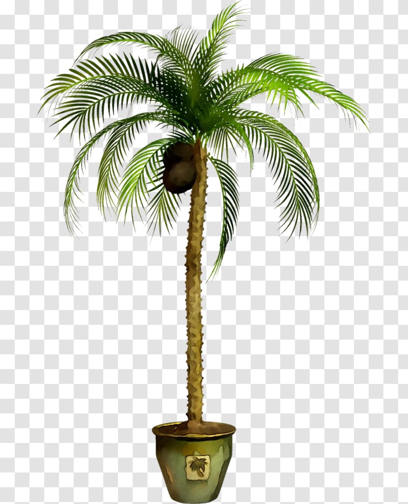 Asian Palmyra Palm Babassu Trees Coconut Oil Palms - Arecales Transparent PNG