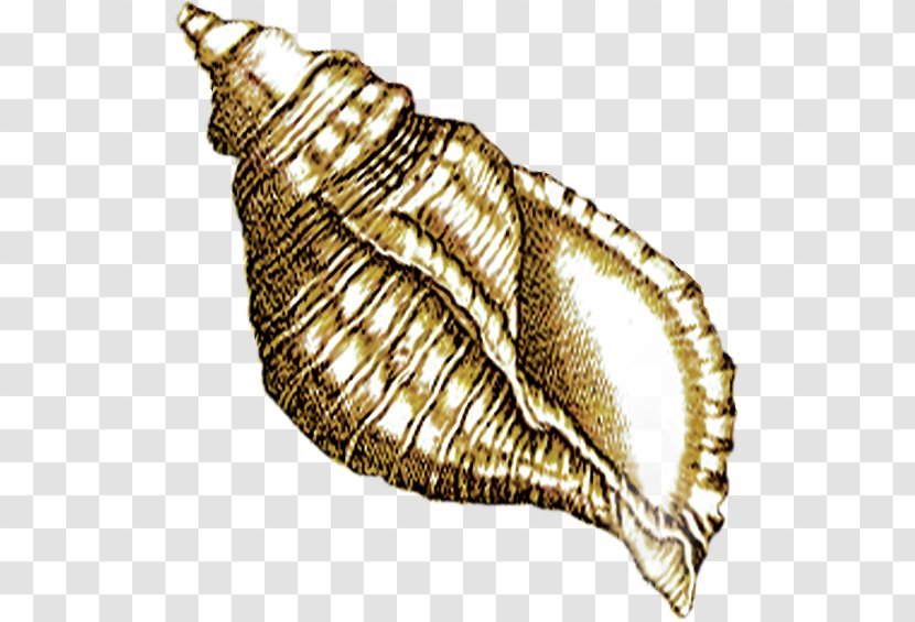 Sea Snail Seashell - Snails And Slugs - Cartoon Conch Transparent PNG