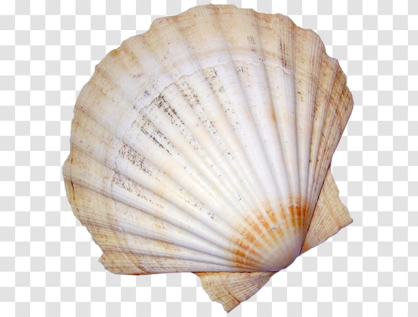 Conchology Cockle Seashell Mollusc Shell - Asi Transparent PNG