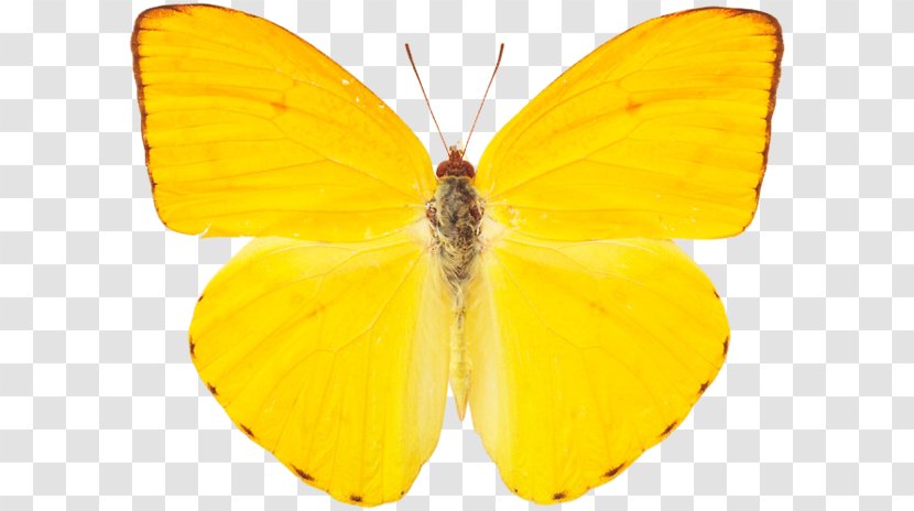 Clouded Yellows Monarch Butterfly Gustavo Petro Presidential Campaign, 2018 Pieridae - Yellow Transparent PNG
