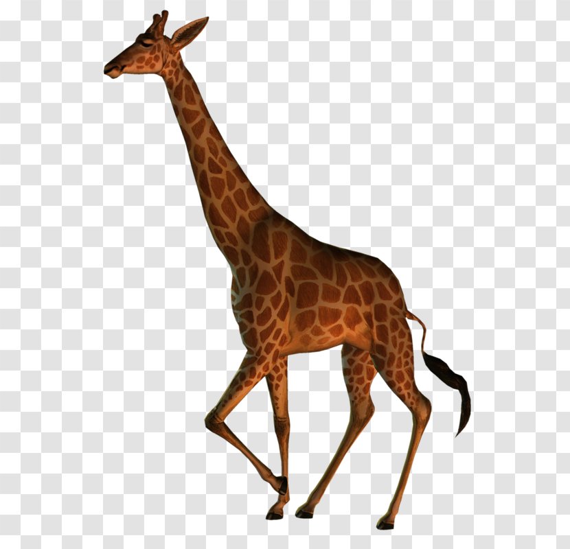 Northern Giraffe Masai Wildlife Animal Image - Vertebrate - Jirafa Transparent PNG