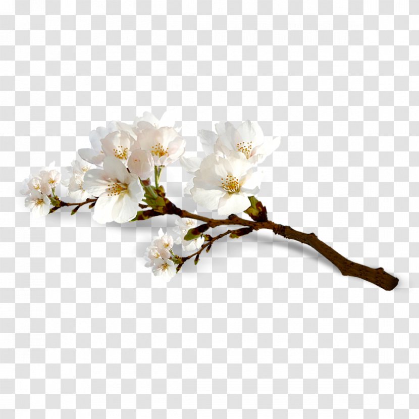 National Cherry Blossom Festival Flower - Branch - Blossoms Transparent PNG